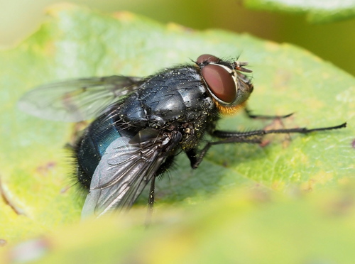 Calliphora vomitoria, 2026-10-27