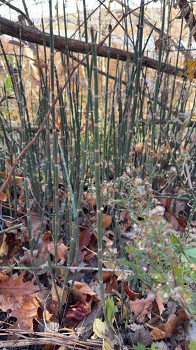 Equisetum hyemale observed 2026-10-27