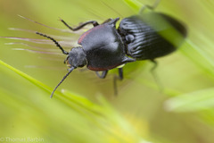 Selatosomus lateralis
