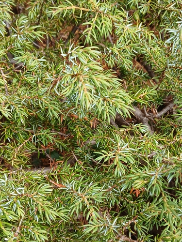 Juniperus communis observed 2026-10-27