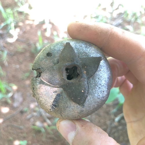 Diospyros observed 2026-10-27