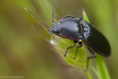Selatosomus lateralis