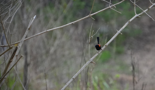 Malurus melanocephalus observed 2026-10-27