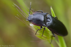 Selatosomus lateralis