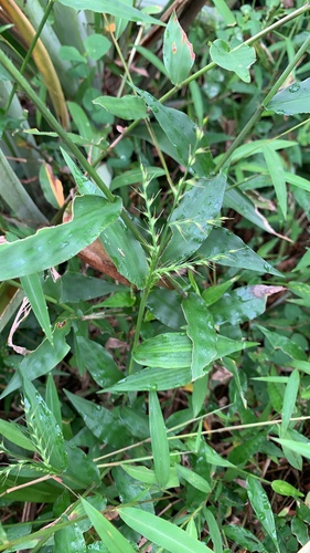 Oplismenus compositus observed 2026-10-27