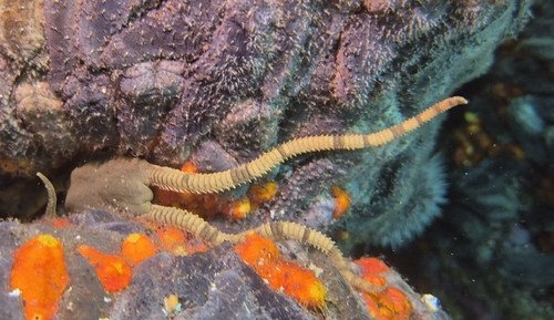 Ophioderma observed 2026-10-27