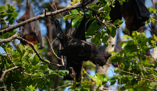 Pteropus alecto observed 2026-10-27