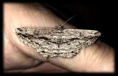 Scioglyptis chionomera