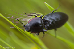 Selatosomus lateralis