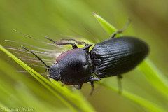 Selatosomus lateralis