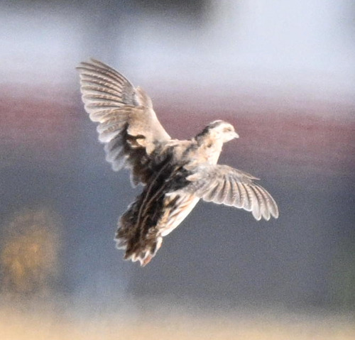Coturnix coturnix observed 2026-10-27