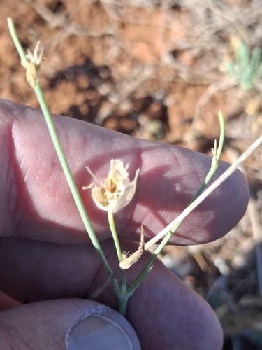 Silene vulgaris observed 2026-10-26
