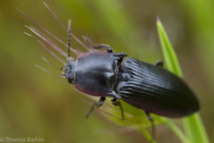 Selatosomus lateralis