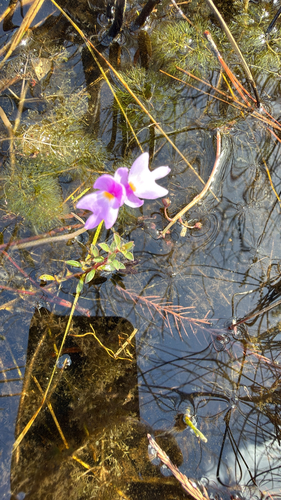 Utricularia observed 2026-10-27