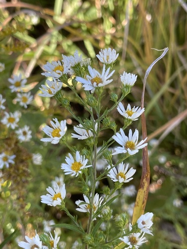 Symphyotrichum pilosum, 2026-10-26