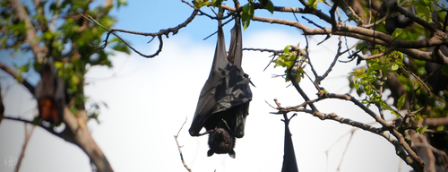 Pteropus alecto observed 2026-10-27