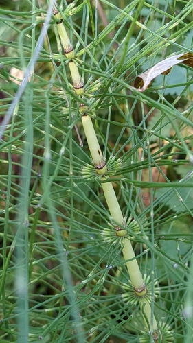 Equisetum telmateia observed 2026-10-27
