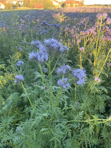 Phacelia tanacetifolia, 2026-10-27