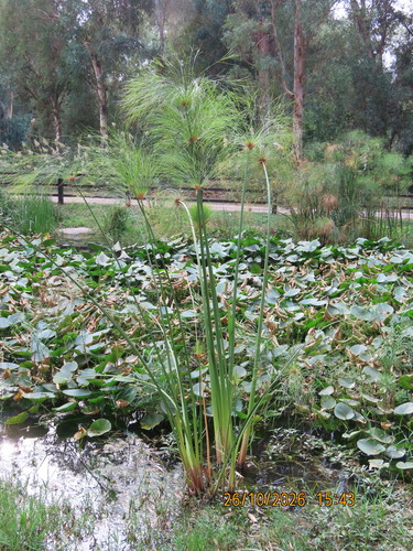 Cyperus papyrus observed 2026-10-26