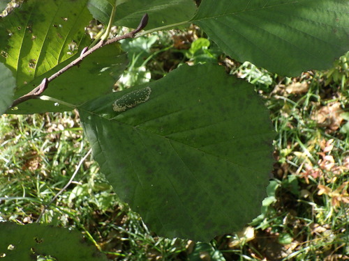 Alnus glutinosa observed 2026-10-27