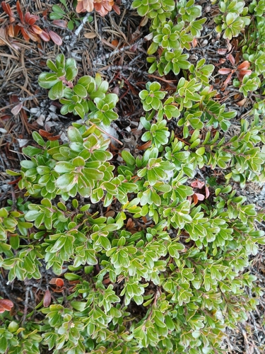 Arctostaphylos uva-ursi observed 2026-10-27