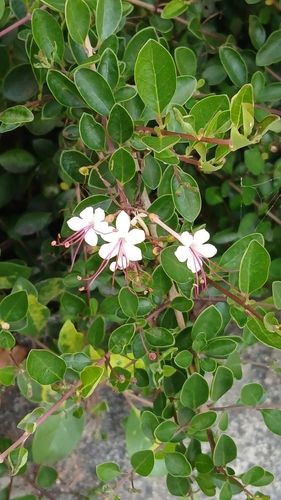 Volkameria inermis observed 2026-10-27