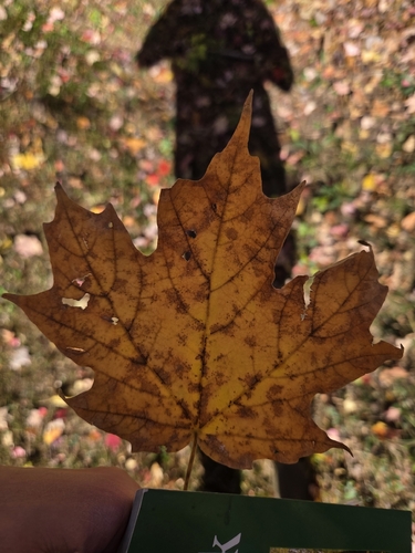 Acer saccharum observed 2026-10-27