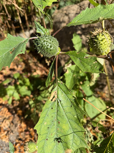 Datura stramonium observed 2026-10-27