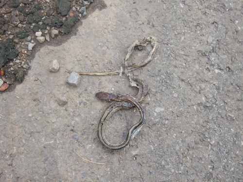 Coelognathus radiatus observed 2026-10-27