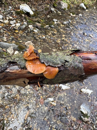 Flammulina velutipes observed 2026-10-25