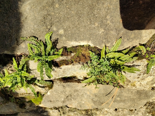 Asplenium observed 2026-10-27