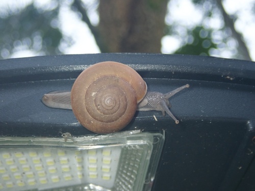 Cryptozona siamensis observed 2026-10-27