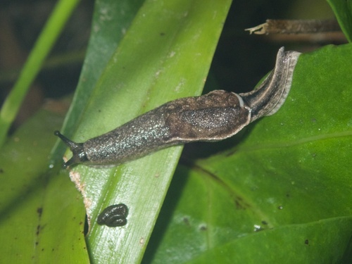 Parmarion martensi observed 2026-10-27