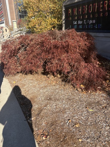 Acer palmatum observed 2026-10-27