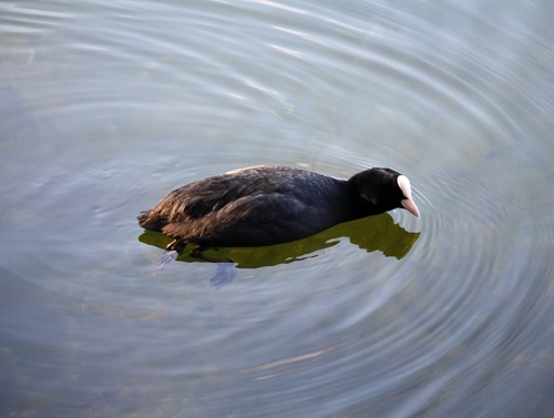 Fulica atra, 2026-10-27