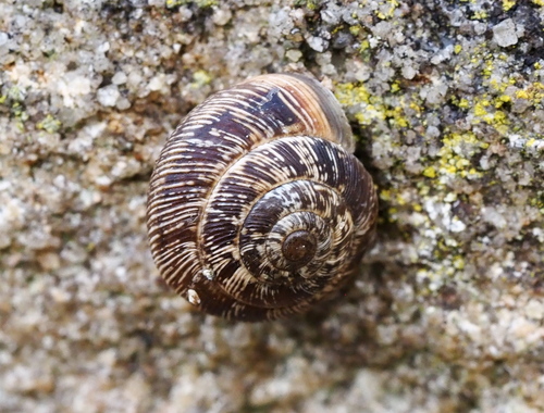 Xeroplexa intersecta observed 2026-10-27