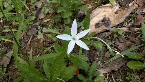 Hippobroma longiflora observed 2026-10-26