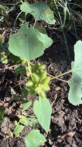 Xanthium strumarium observed 2026-10-26