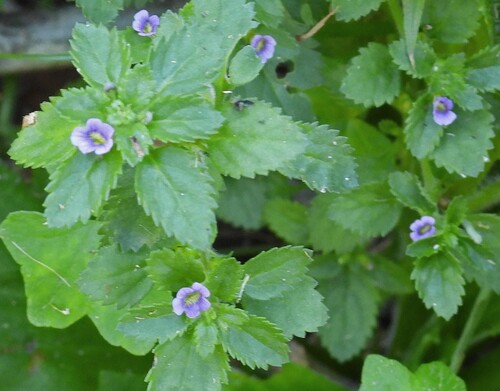 Stemodia verticillata observed 2026-10-18