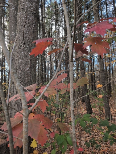 Quercus rubra, 2026-10-27