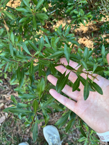 Myrica, 2026-10-27