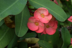 Euphorbia milii