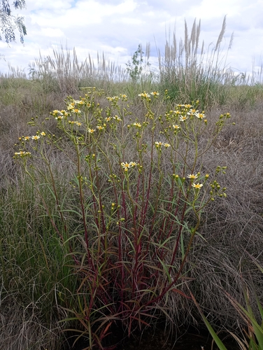 Senecio observed 2026-10-27
