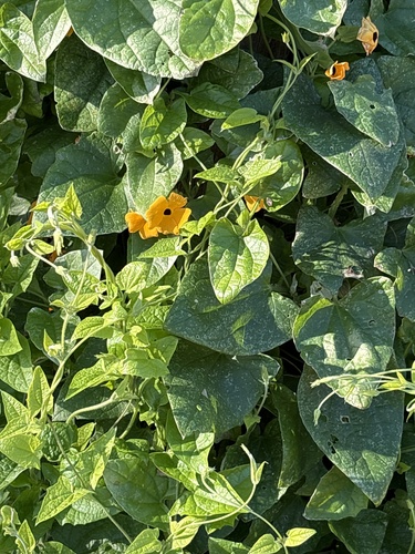 Thunbergia alata observed 2026-10-27