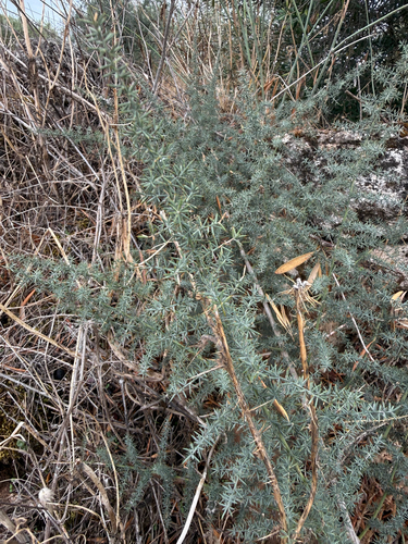 Asparagus observed 2026-10-27