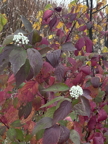Cornus sericea observed 2026-10-27