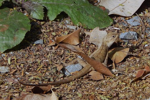 Calotes versicolor observed 2026-10-27