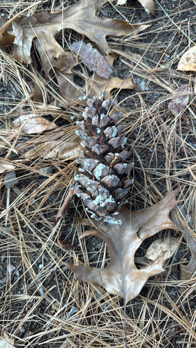 Pinus strobus, 2026-10-27