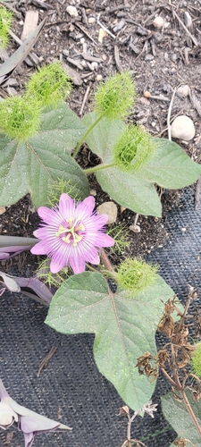 Passiflora foetida observed 2026-10-27