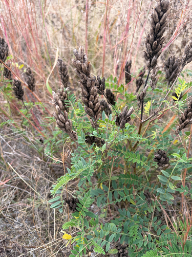 Astragalus canadensis observed 2026-10-24